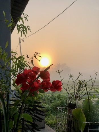 Sunrise over Barichara with colorful flowers blooming in the foreground