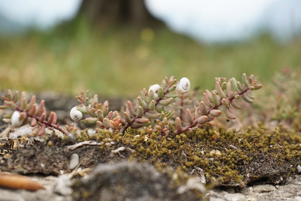 Un primer plano de una planta que crece fuera del suelo