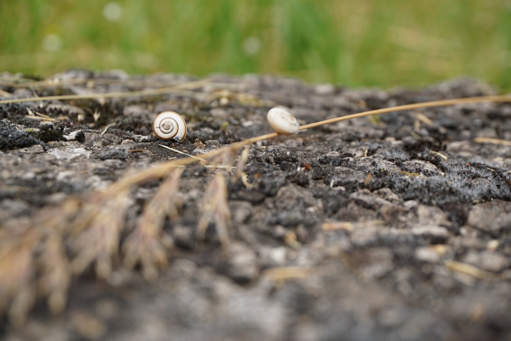 a close up of two snails on a rock