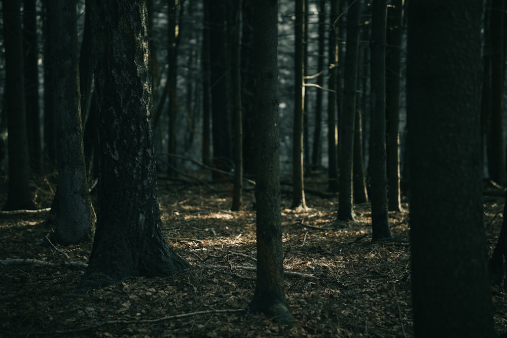 a forest filled with lots of tall trees