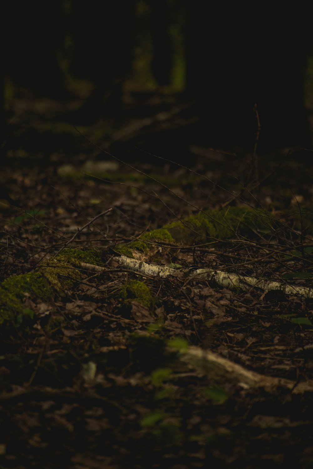 a teddy bear sitting on the ground in the woods