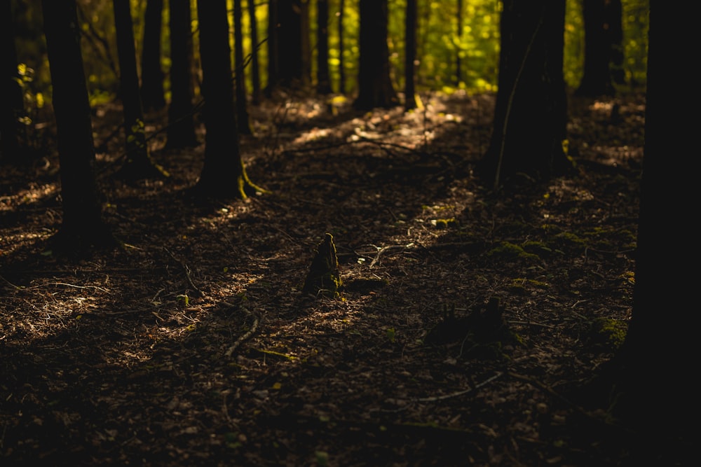 the sun is shining through the trees in the forest