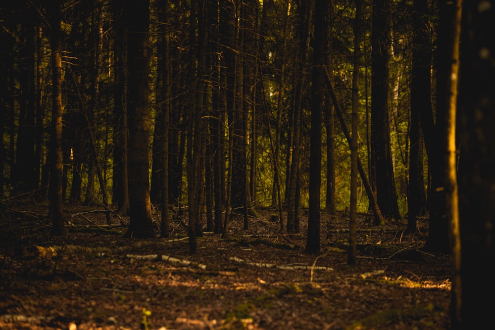 a forest filled with lots of tall trees