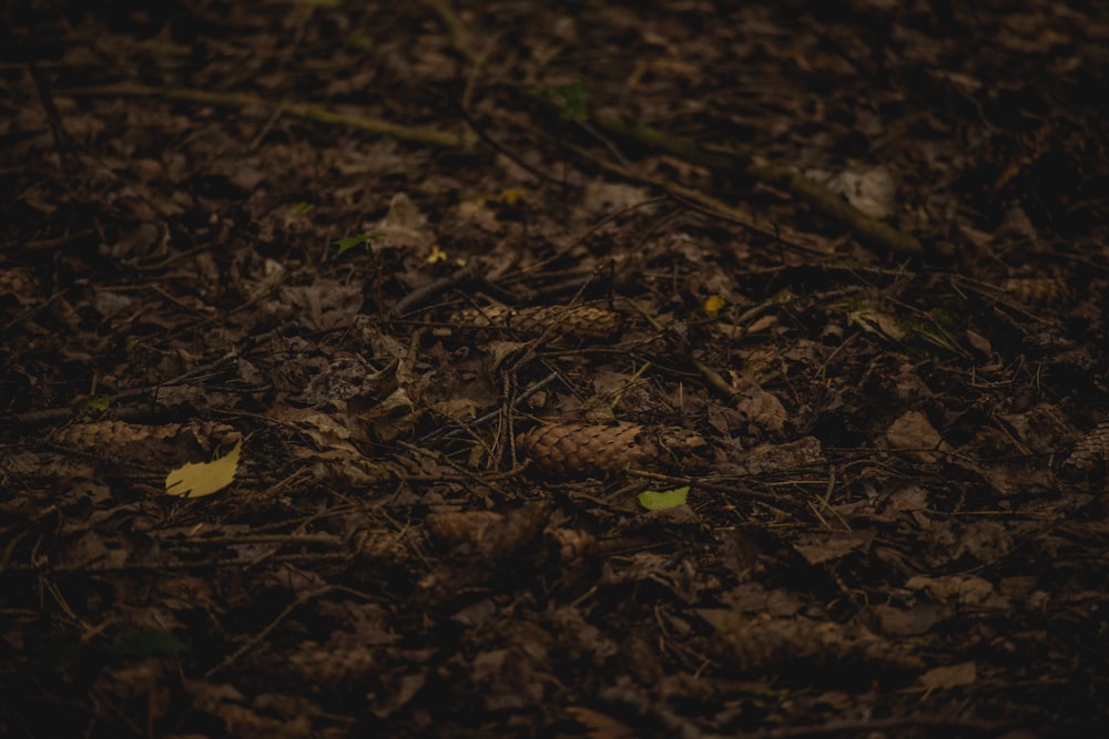 a close up of a pine cone on the ground