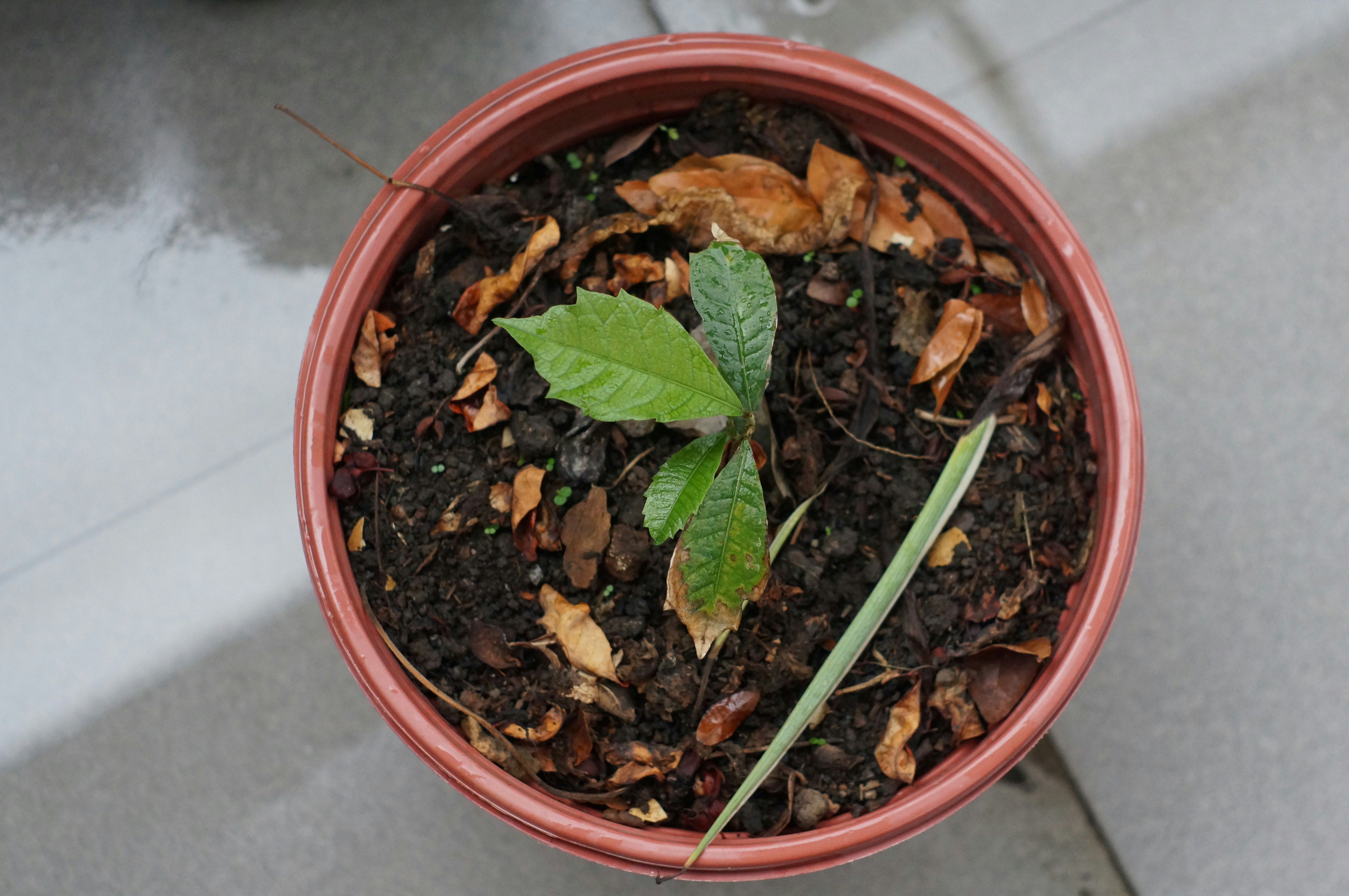 Direct Tree Donation