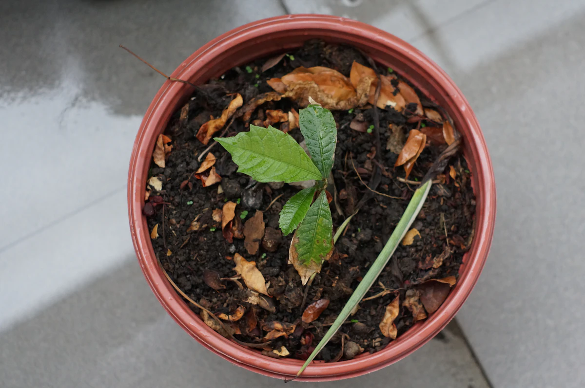 Sedekah Pohon Aren Jariyah