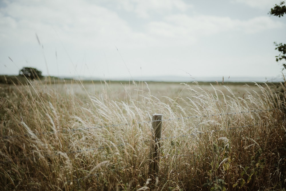 a fence in a field of tall grass