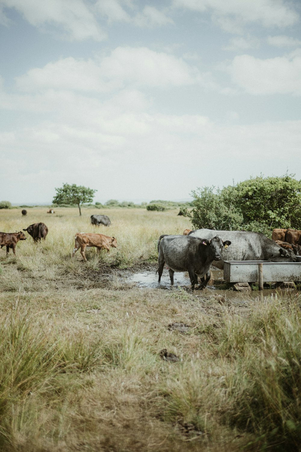 a herd of cattle standing on top of a dry grass field