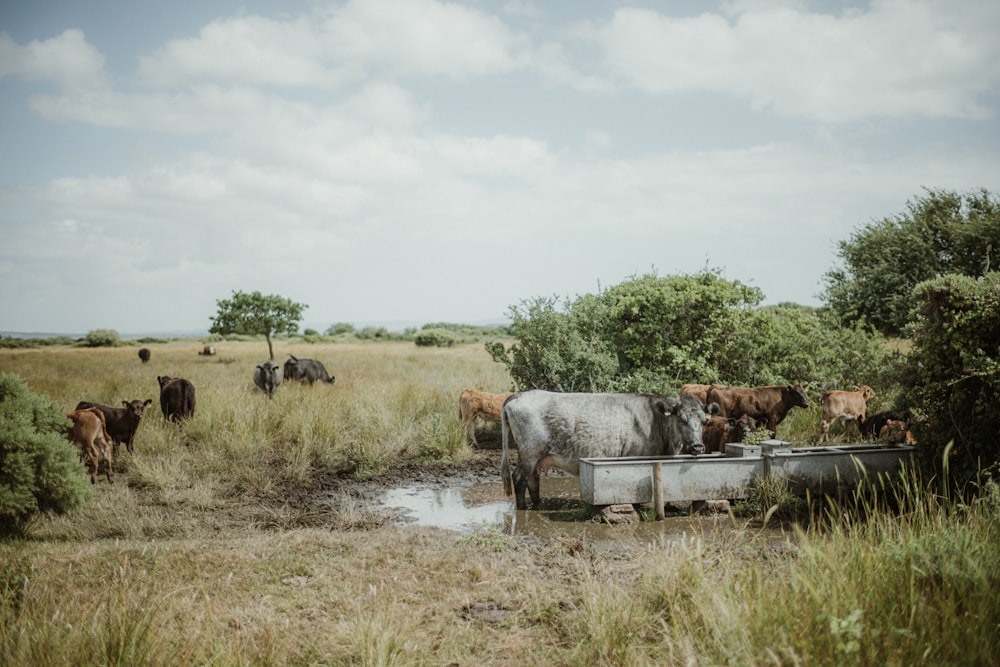 a herd of cattle drinking water from a trough