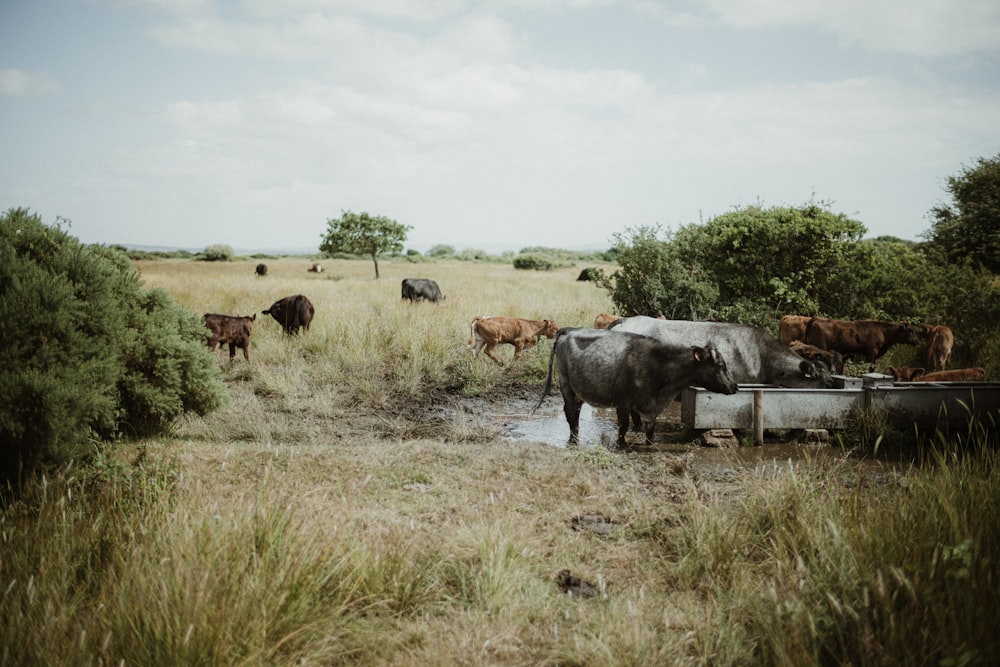 a herd of cattle standing on top of a dry grass field