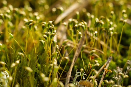 A close-up of fresh green herbs growing wild in a sunlit forest clearing.