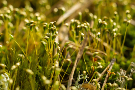Close-up of vibrant green medicinal herbs growing wild in a sunlit forest.