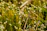 Close-up of vibrant green medicinal plants bathed in morning sunlight.