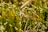 Close-up of vibrant green medicinal plants bathed in morning sunlight.