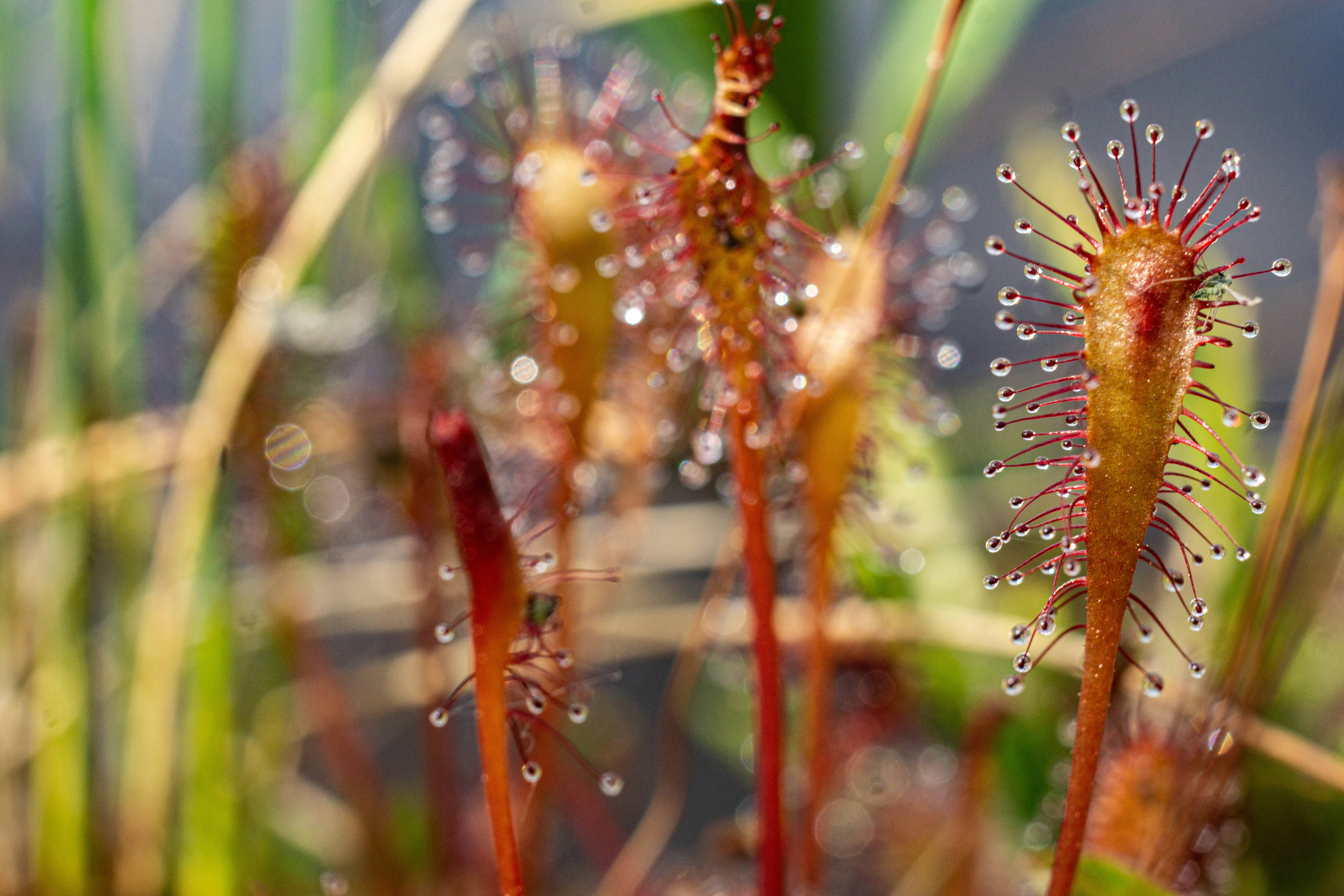 a close up of a plant with drops of water on it