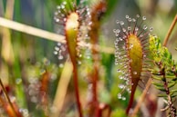 Close-up of a sundew plant with dewdrops glistening in sunlight.