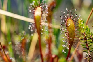 Close-up of a sundew plant with dewdrops glistening in sunlight.