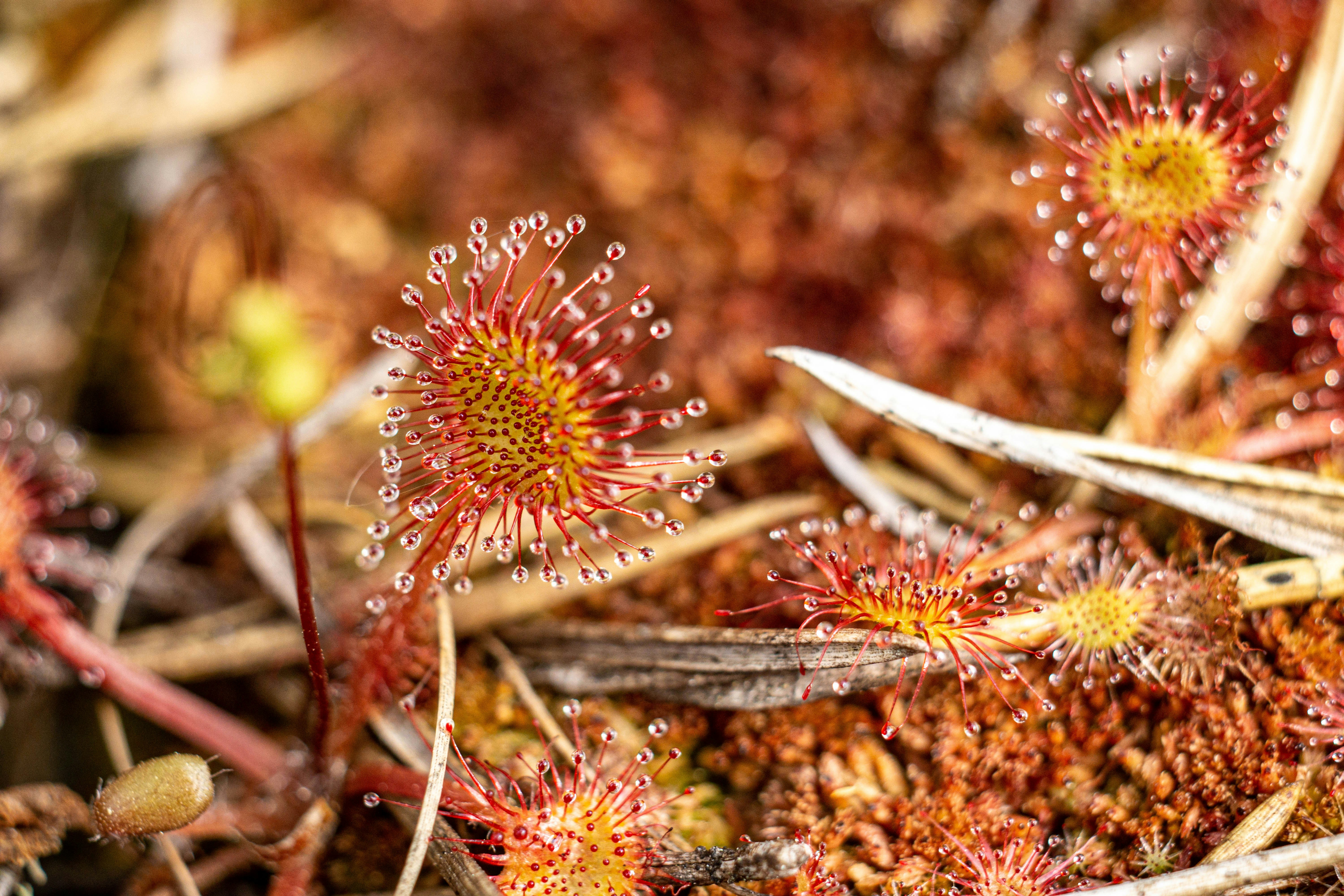 a bunch of plants that are on the ground