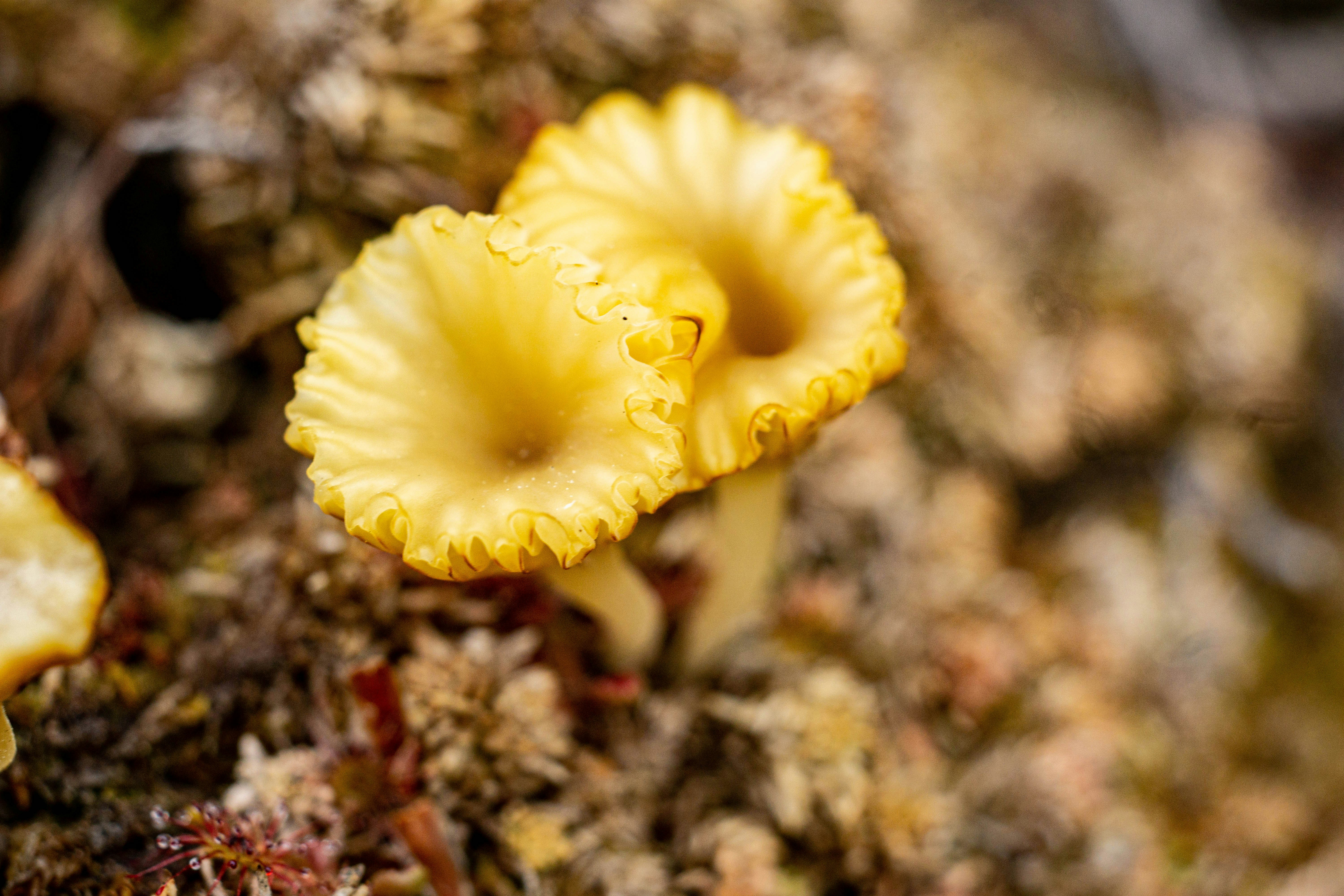 a couple of small yellow mushrooms sitting on top of a moss covered ground
