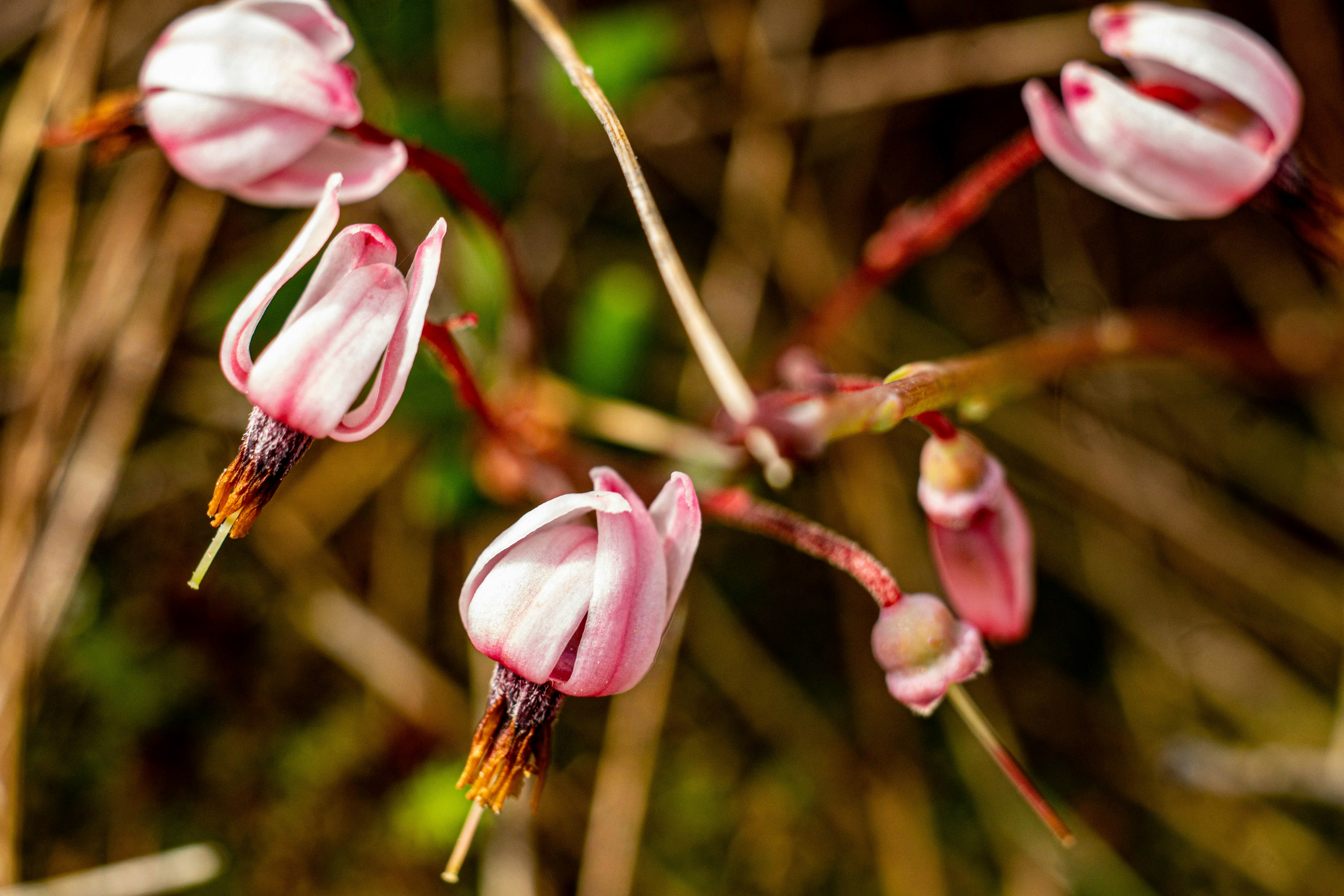 a close up of a flower on a plant