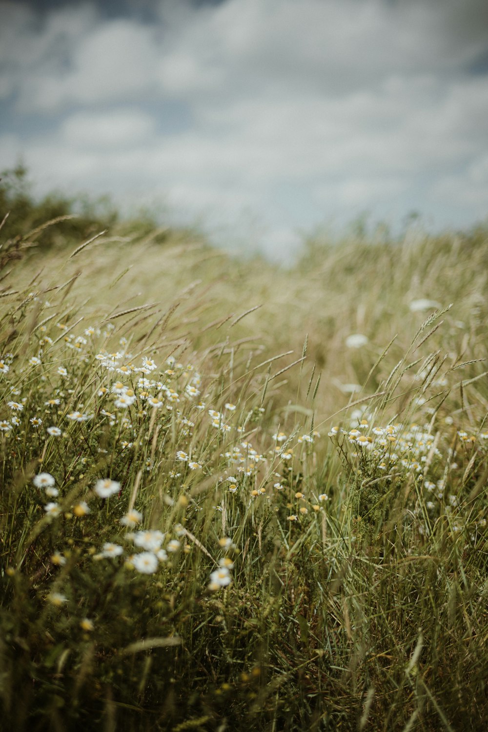a field of tall grass with white flowers