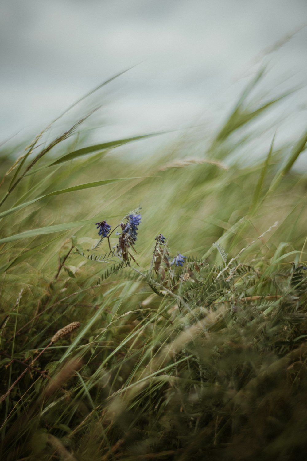 a couple of blue flowers sitting on top of a lush green field