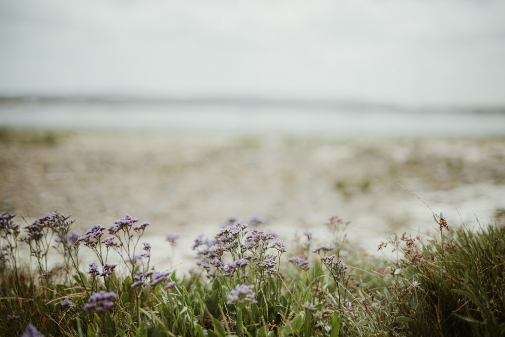 a bunch of flowers that are in the grass