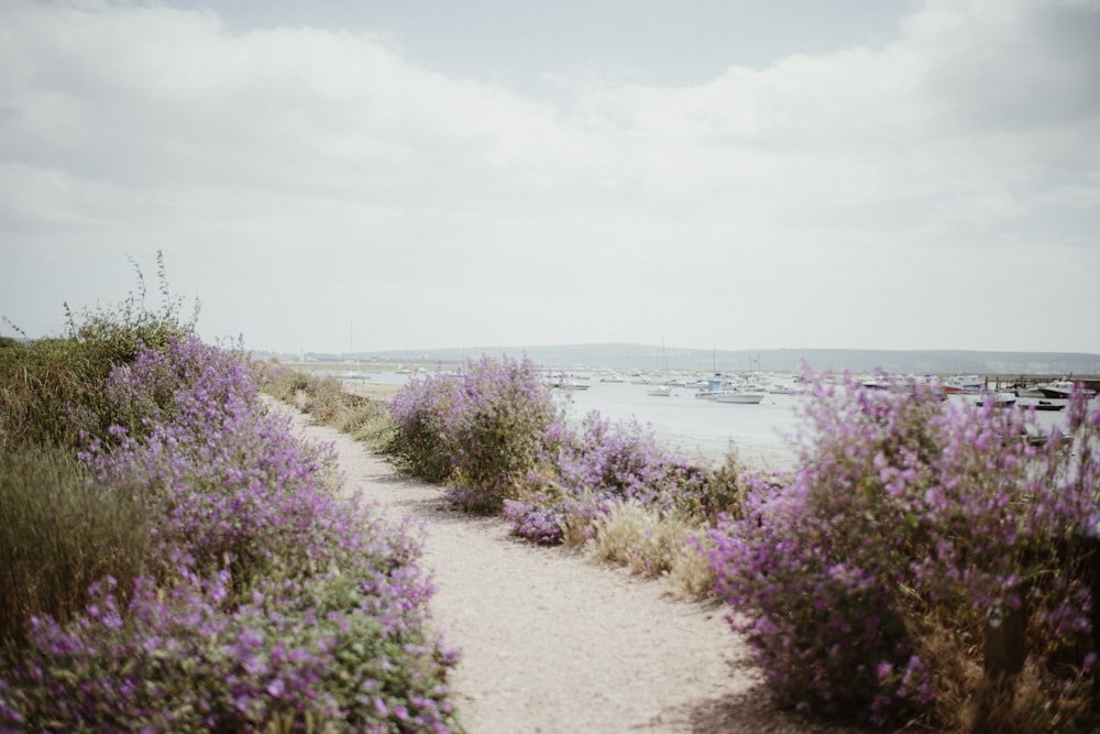 a path through a field of purple flowers