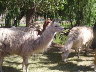 A peaceful scene of three alpacas and four llamas grazing near a cozy seating area.