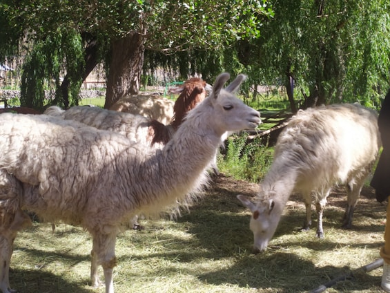 A peaceful scene of three alpacas and four llamas grazing near a cozy seating area.