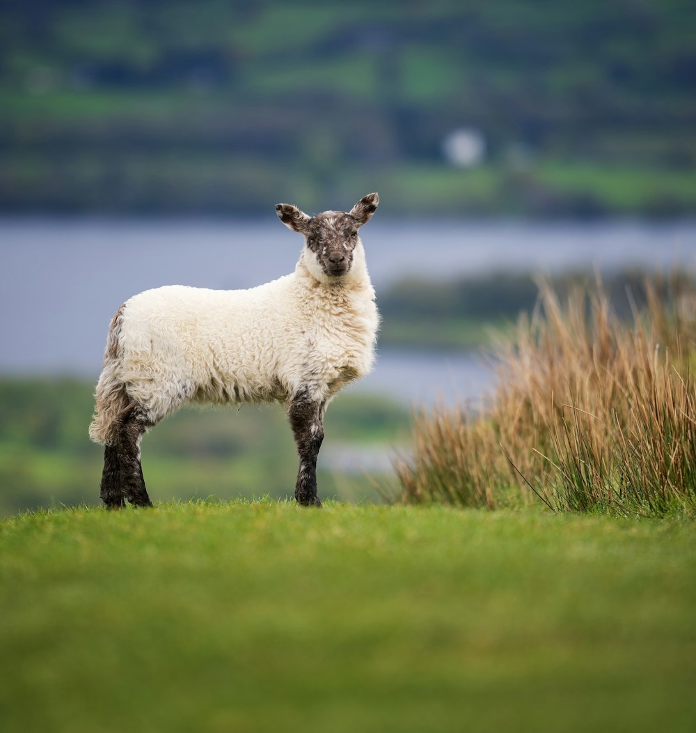 a sheep standing on top of a lush green hillside