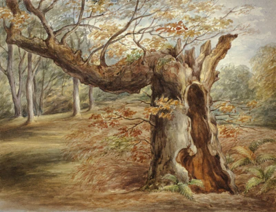 A delicate watercolor illustration of a child resting under an ancient tree surrounded by scattered books and softly falling leaves.