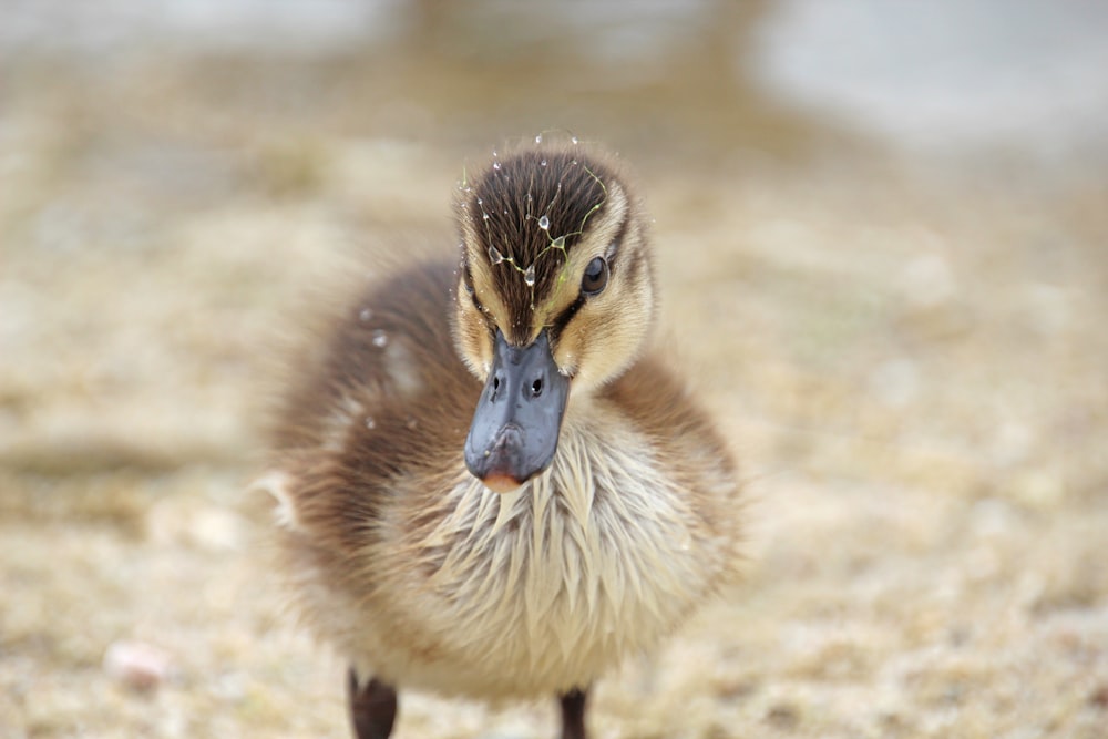 a small duck standing on top of a sandy beach