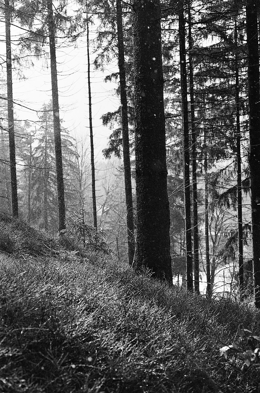 a black and white photo of trees and grass