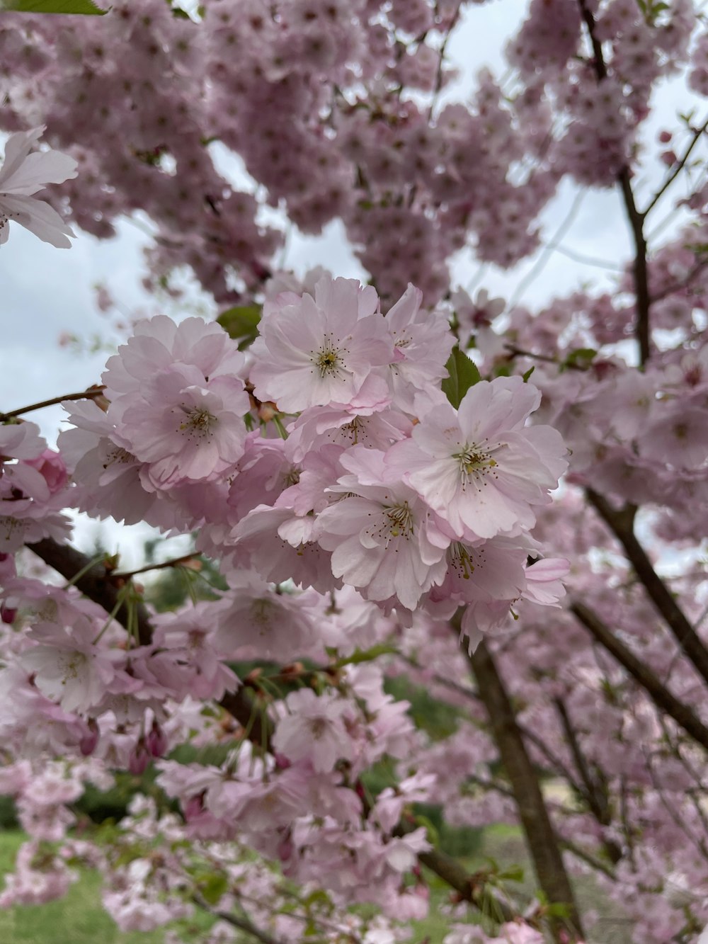 a bunch of pink flowers on a tree