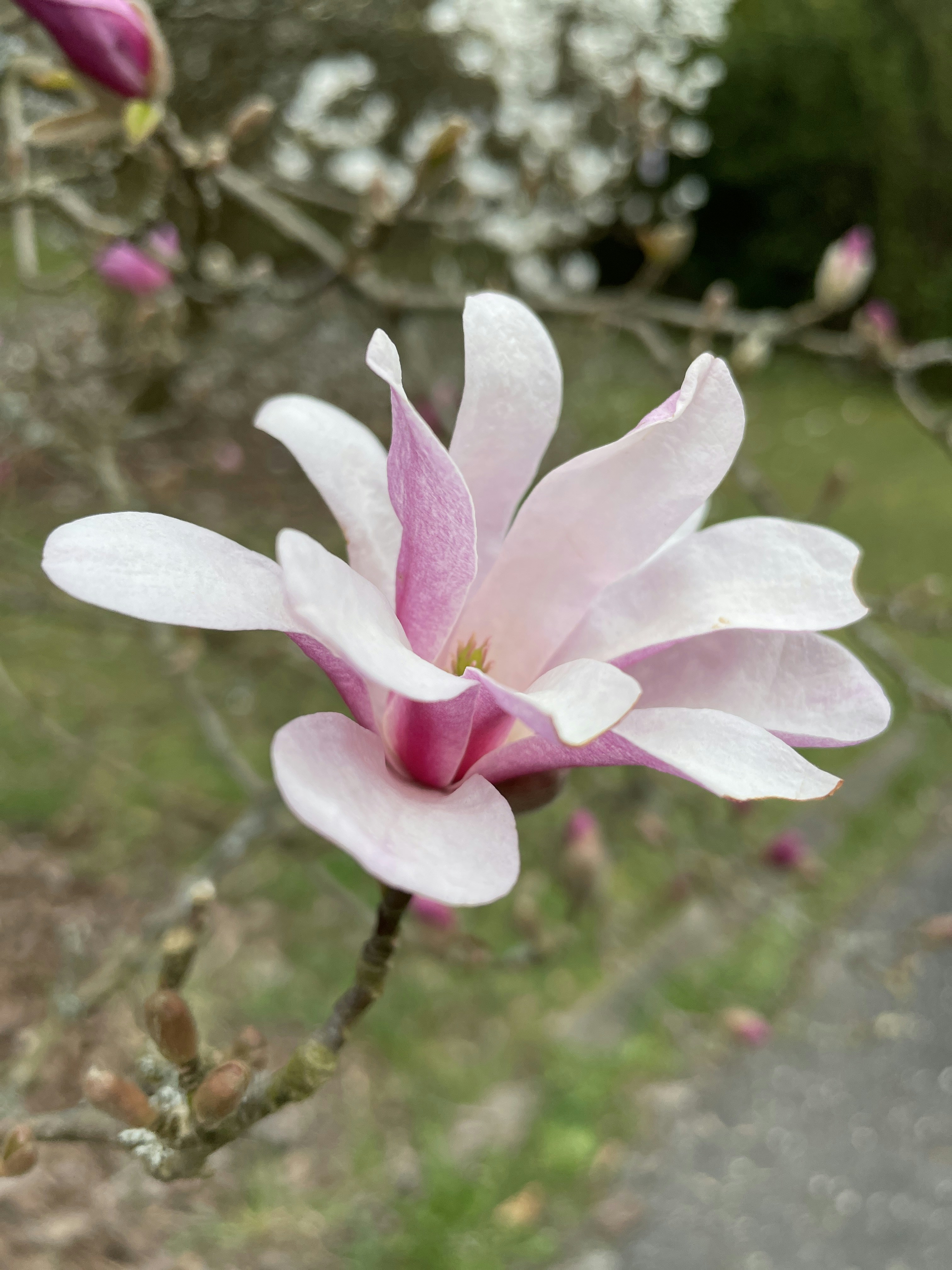 a close up of a pink flower on a tree