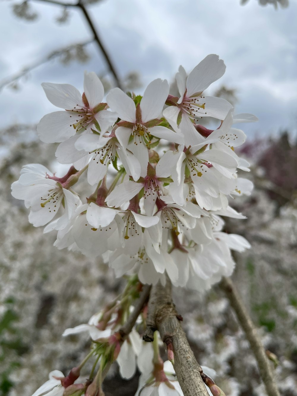 a bunch of white flowers on a tree branch