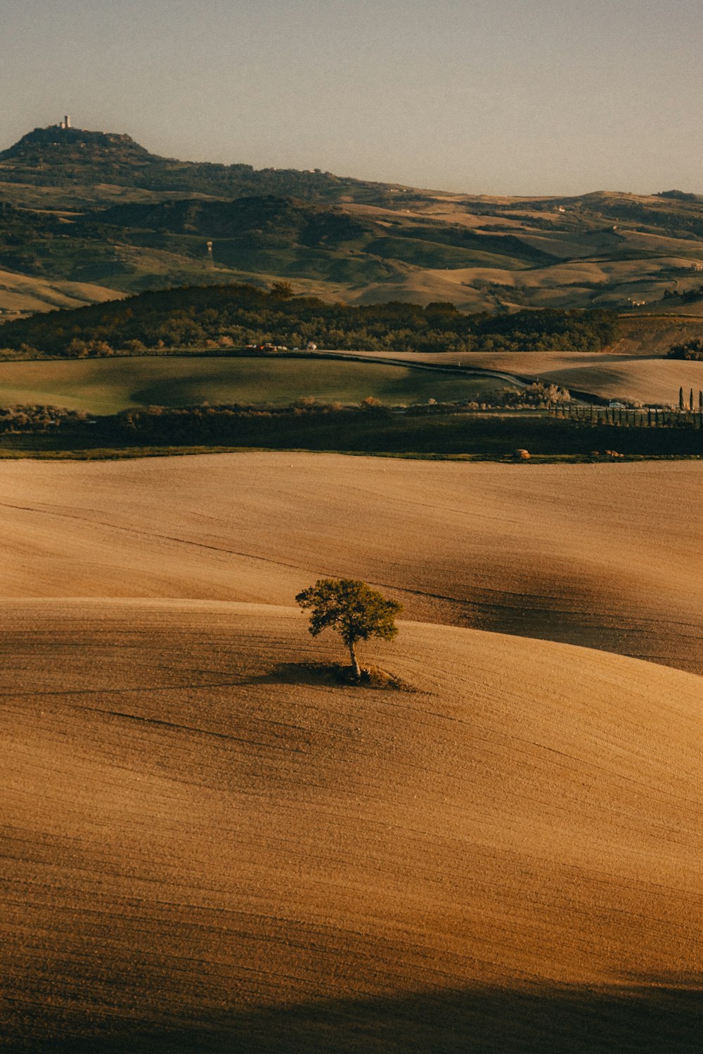 a lone tree in the middle of a field