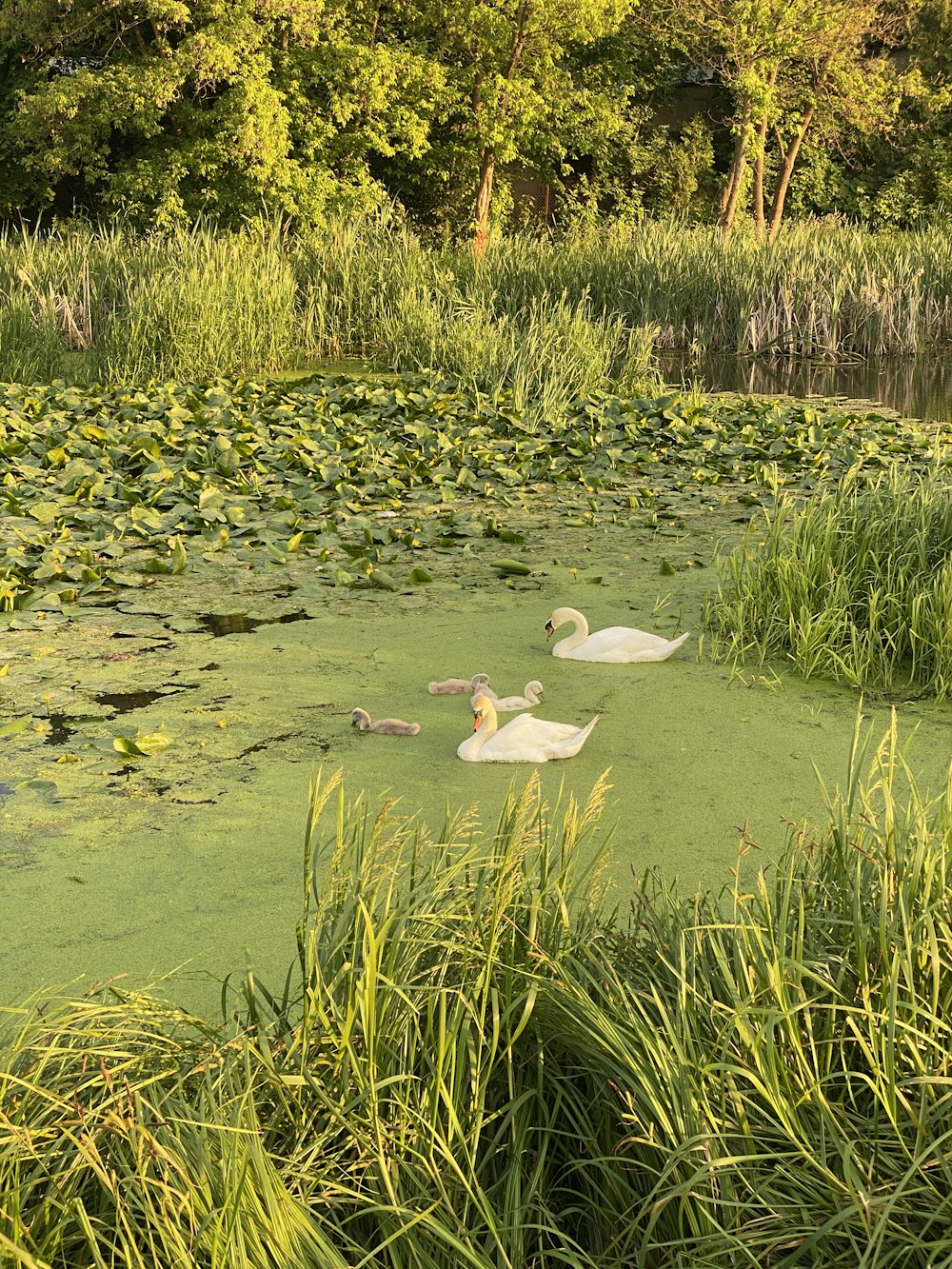 a group of ducks floating on top of a lake