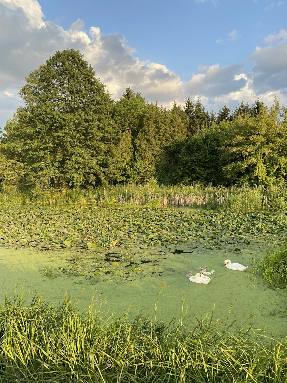 a pond filled with lots of green water surrounded by trees