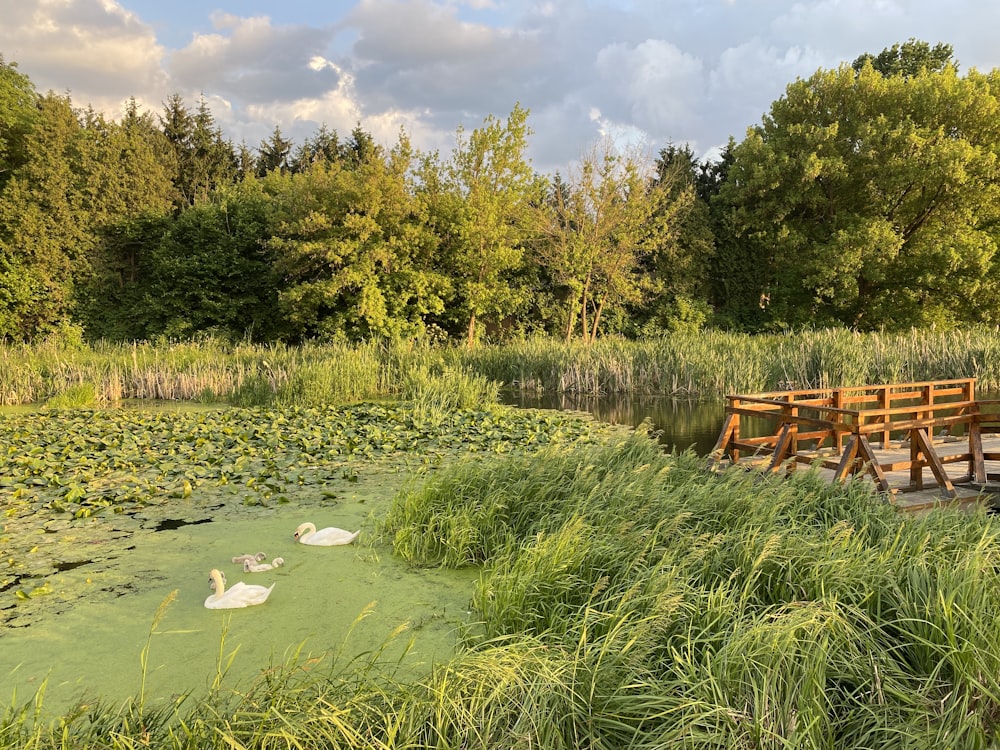 a wooden bench sitting on top of a lush green field