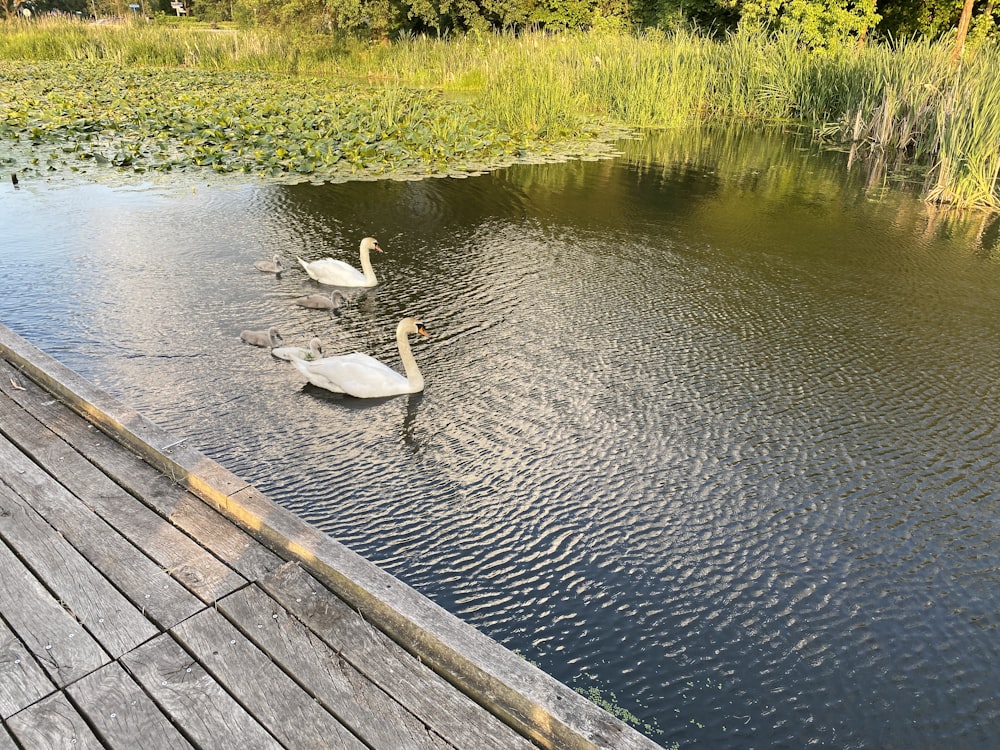a couple of swans floating on top of a lake