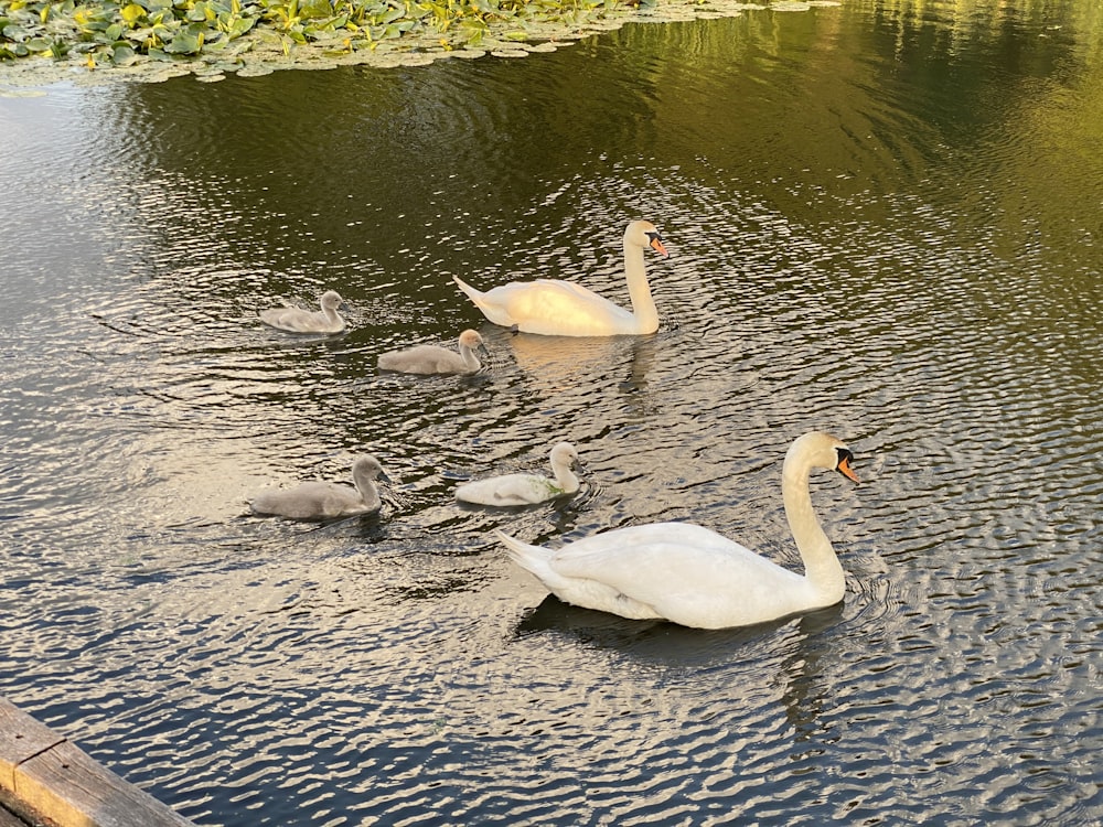 a group of swans swimming on top of a lake