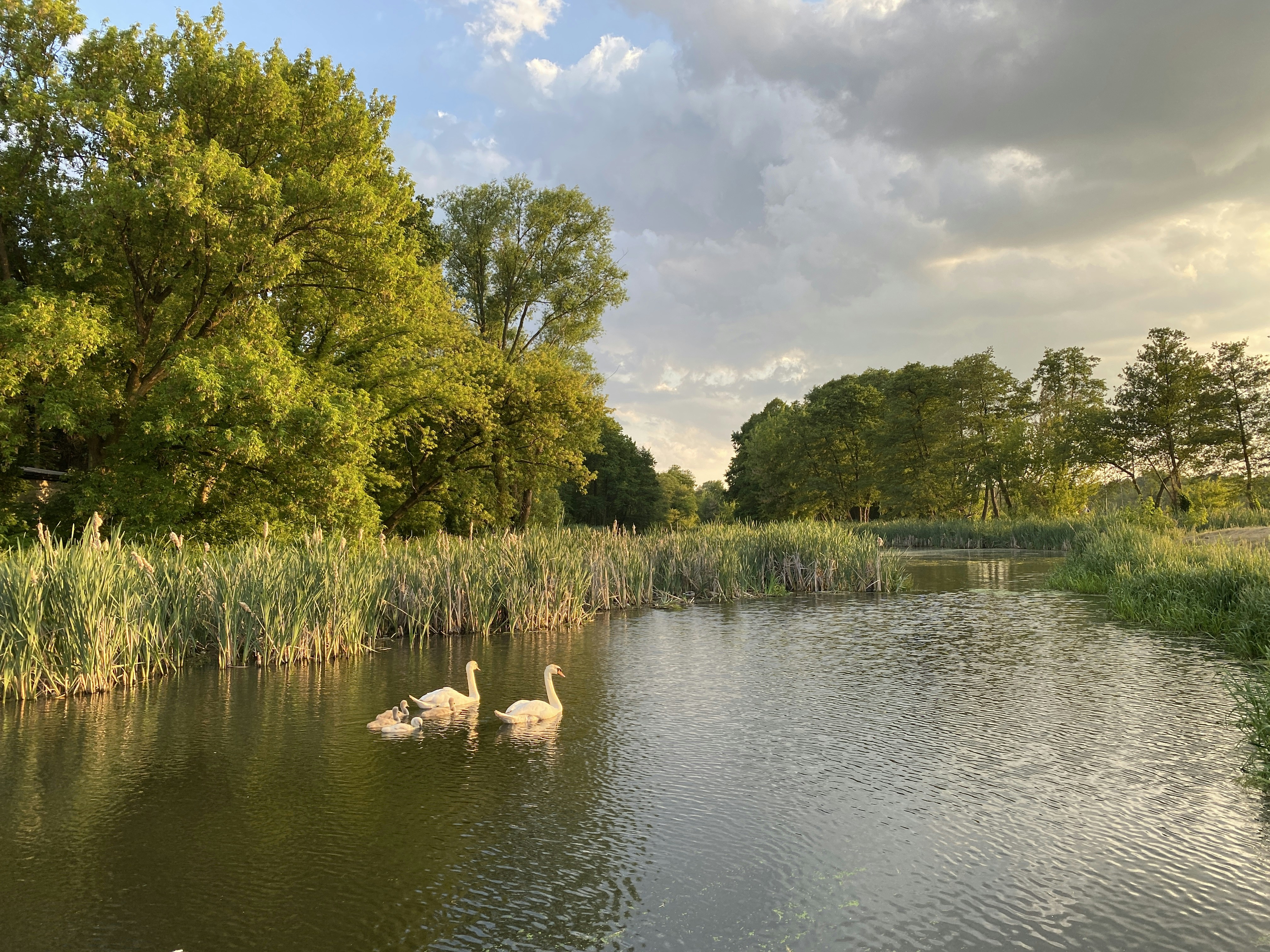 a couple of ducks floating on top of a lake