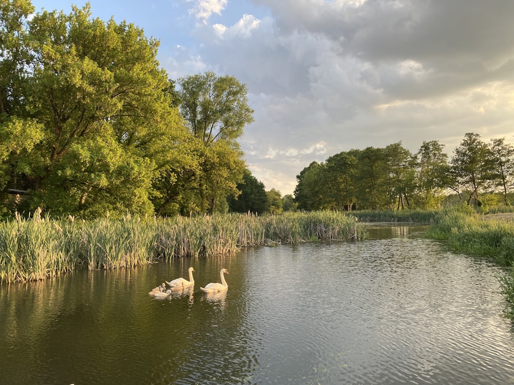 a couple of ducks floating on top of a lake