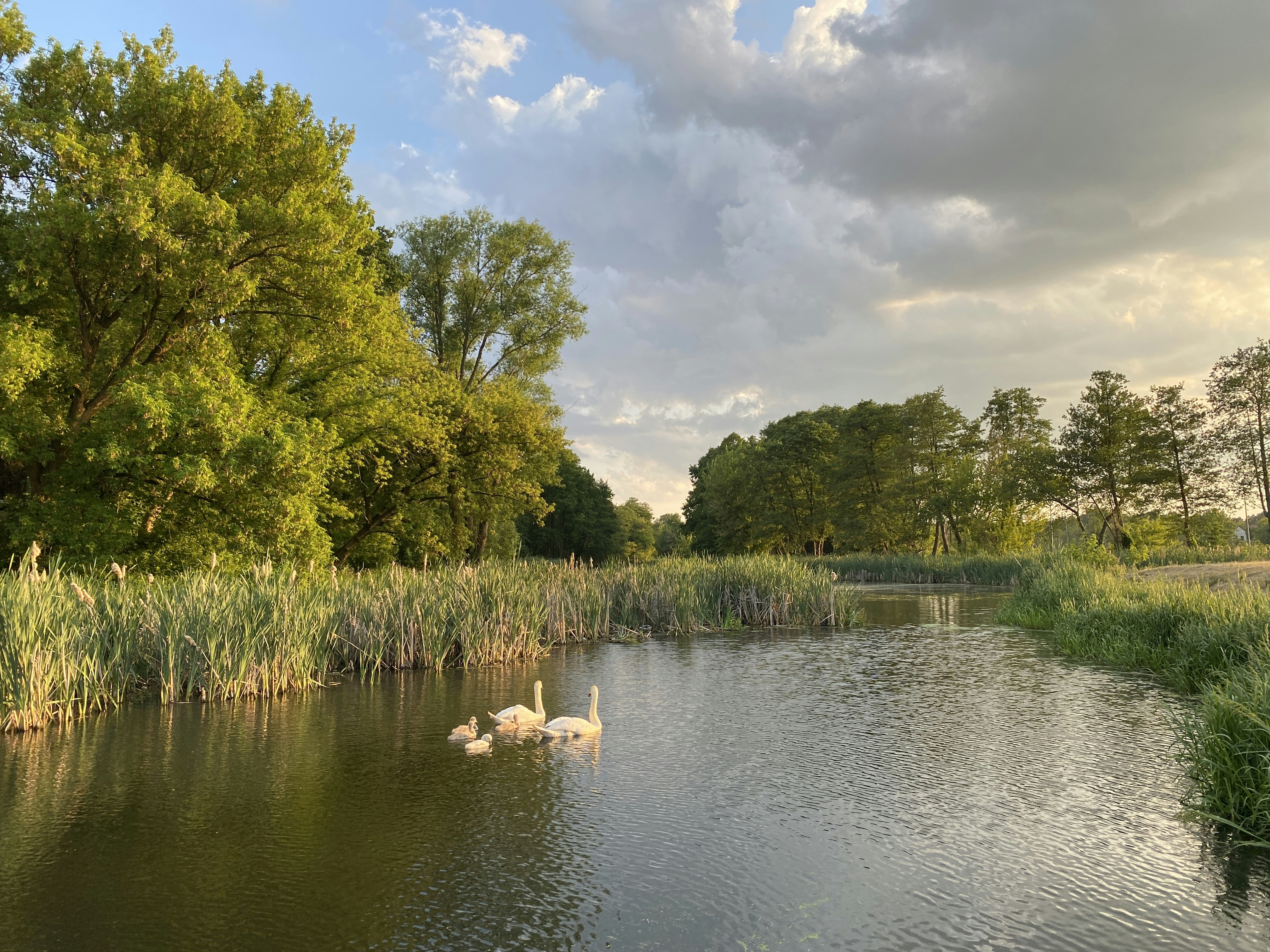a couple of swans floating on top of a lake