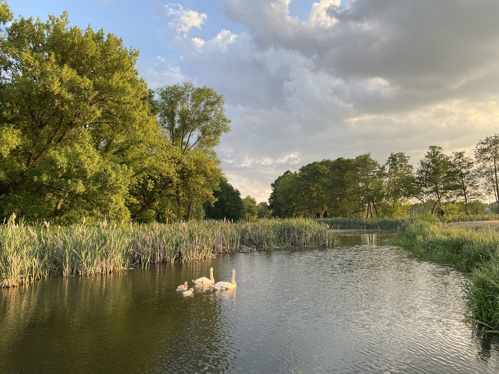 a couple of swans floating on top of a lake