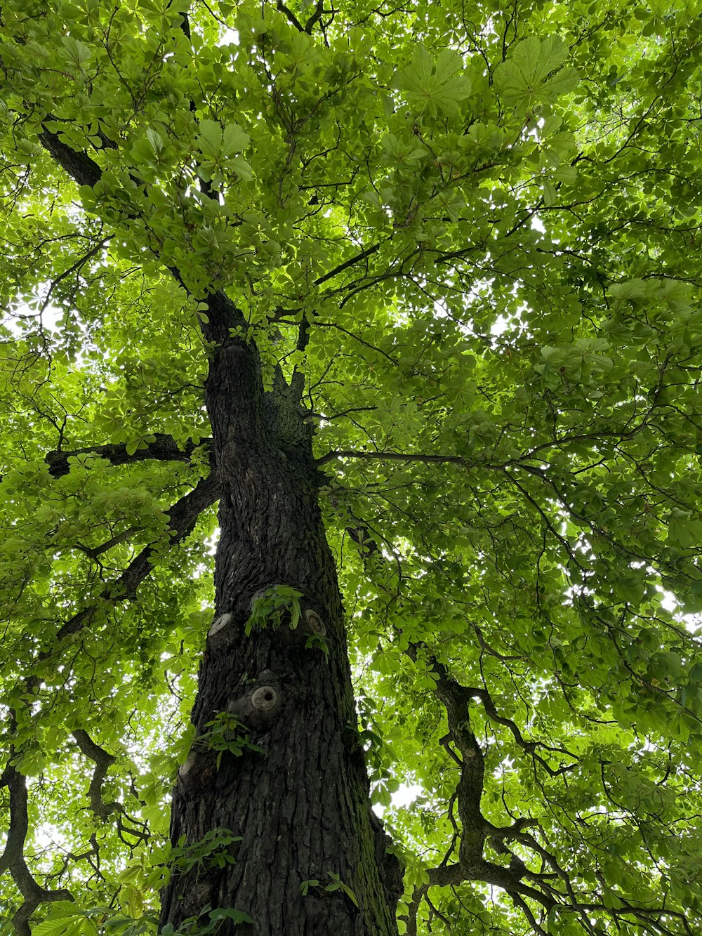 a tall tree with lots of green leaves