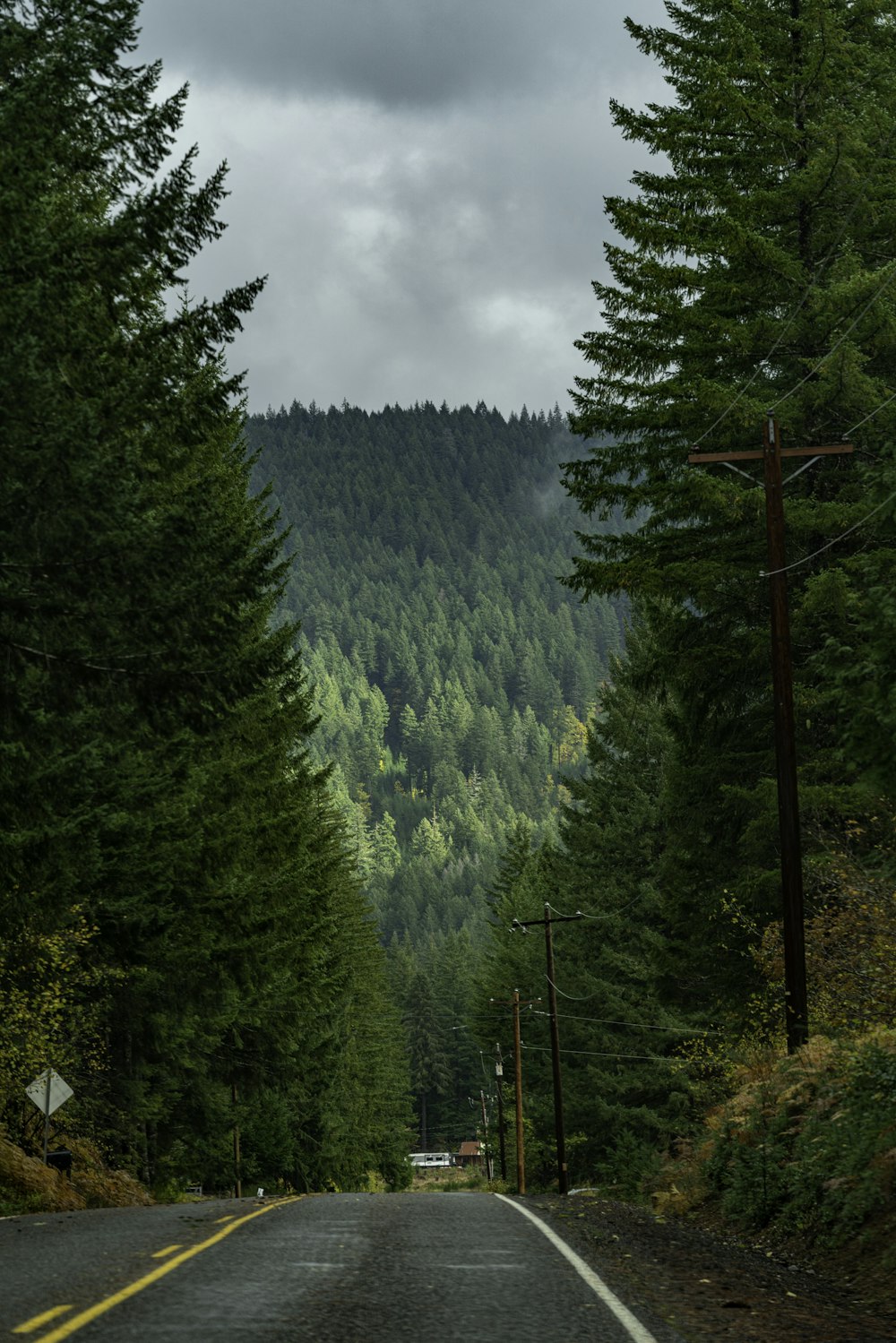 Una strada con alberi e una montagna sullo sfondo