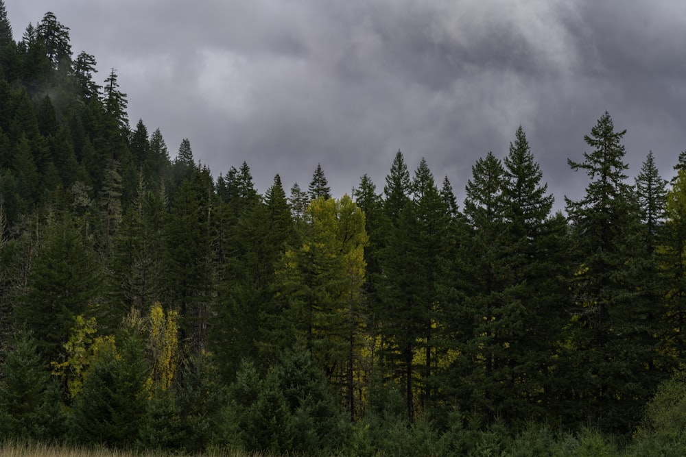 a group of trees that are in the grass